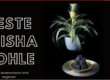Beste Shisha Kohle